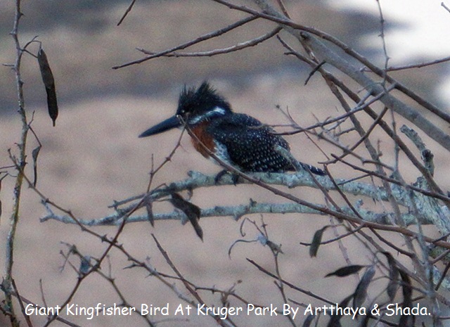 Giant Kingfisher1.JPG