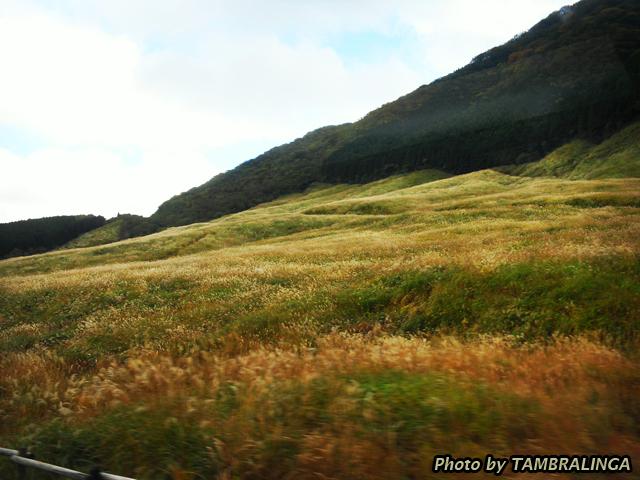 SDC11255.jpg