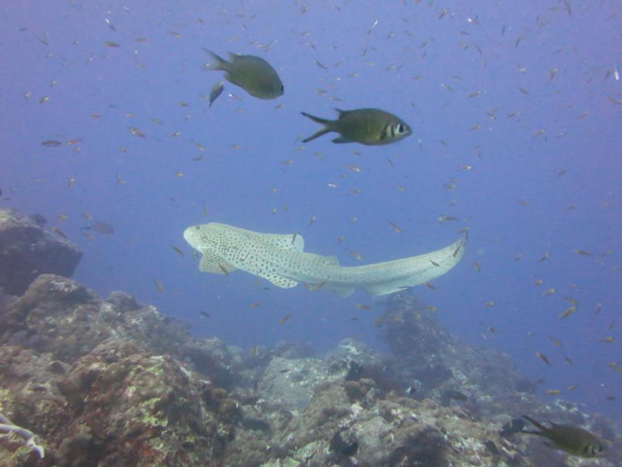 South Similan Dive 0173.JPG