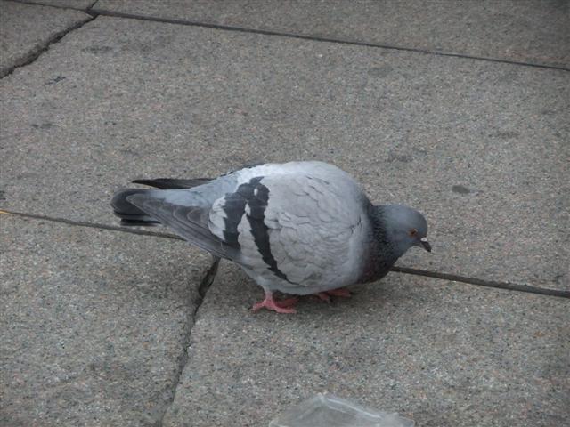 DSCF2044 (Small).JPG
