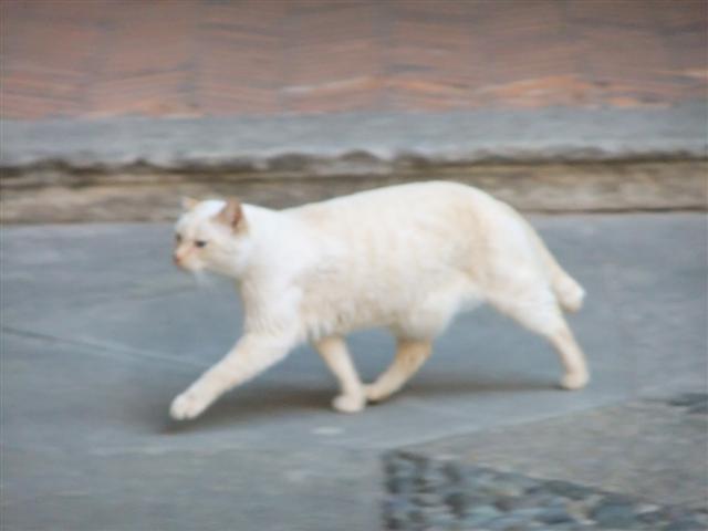DSCF2254 (Small).JPG