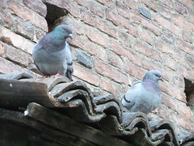 DSCF2256 (Small).JPG
