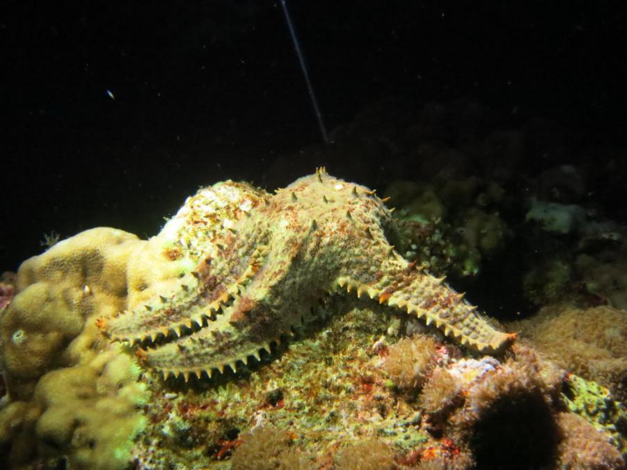 South Similan Dive 0298.JPG