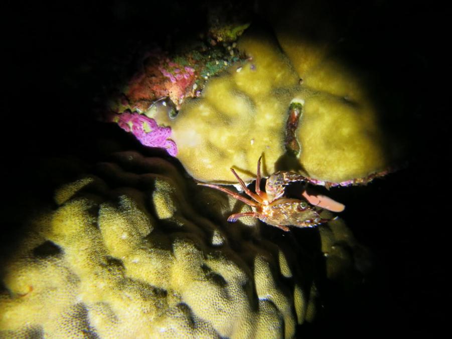 South Similan Dive 0272.JPG