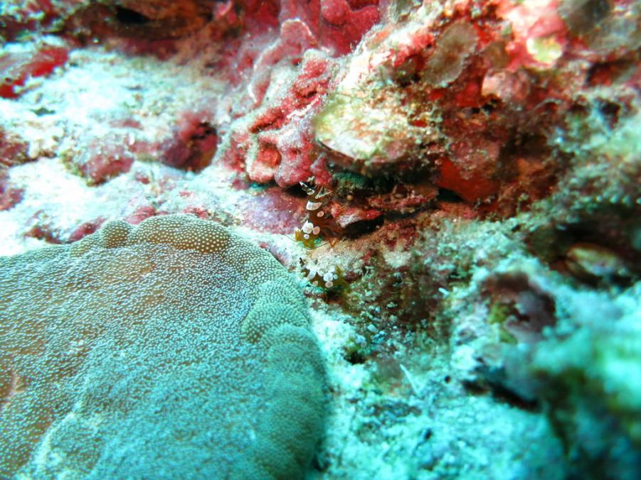 South Similan Dive 0695.JPG
