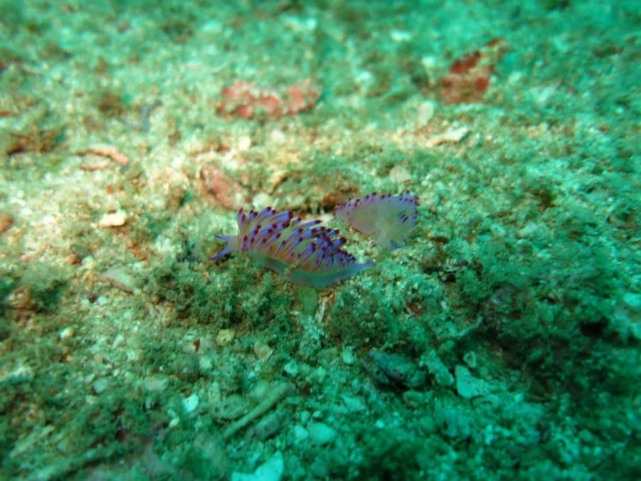 South Similan Dive 0414.JPG