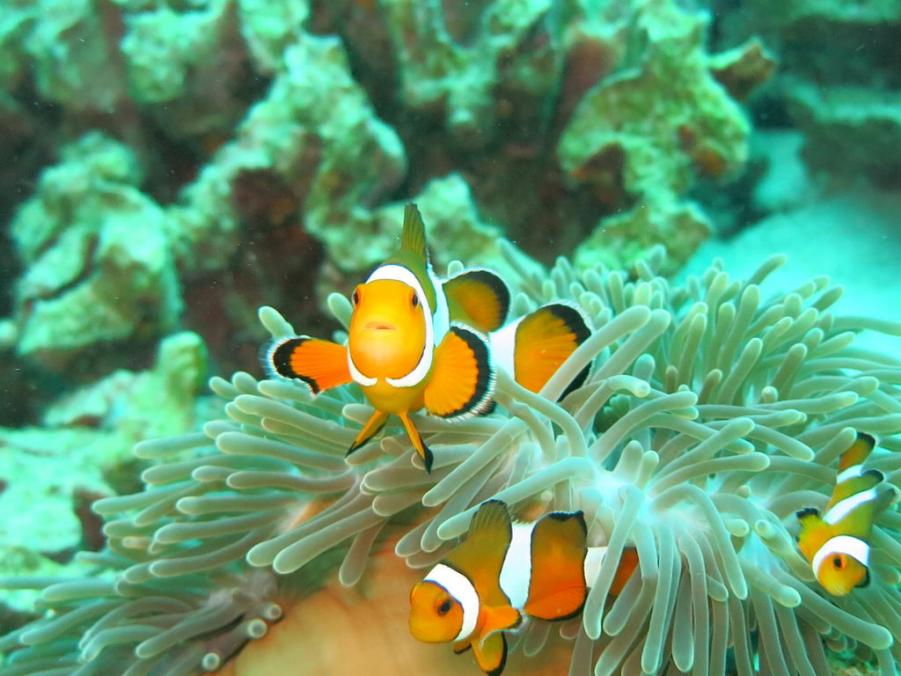 South Similan Dive 0037.JPG