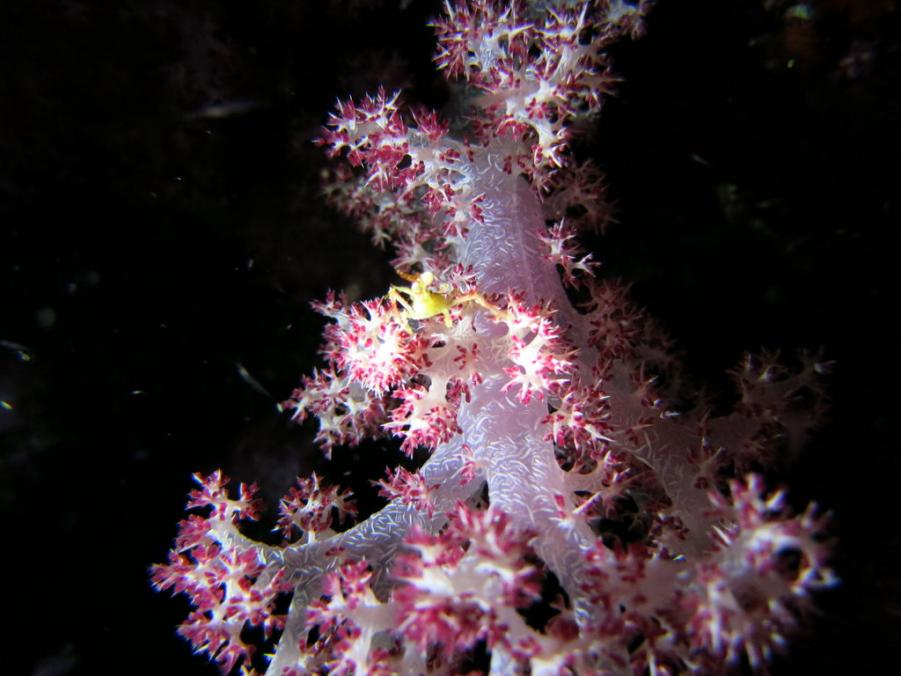 South Similan Dive 0258.JPG
