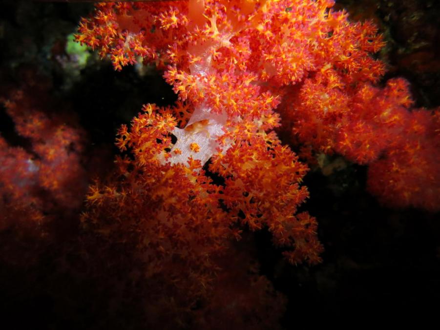 South Similan Dive 0242.JPG