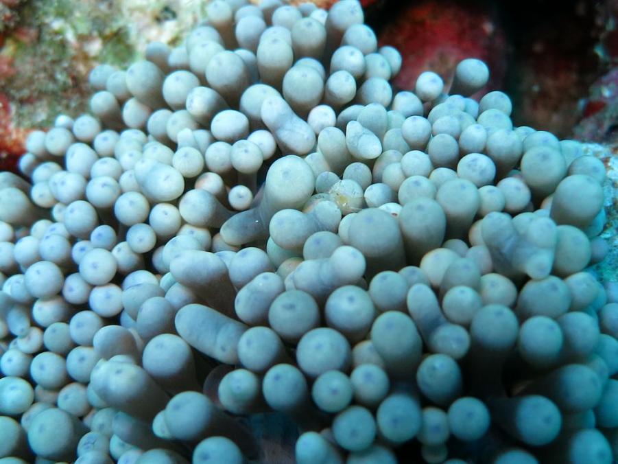 South Similan Dive 0123.JPG