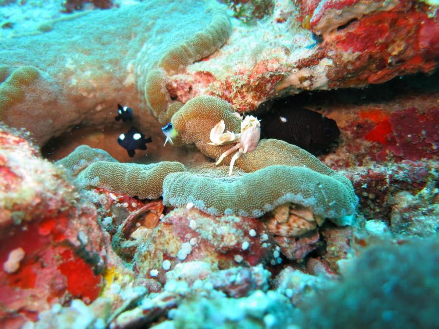 South Similan Dive 0691.JPG