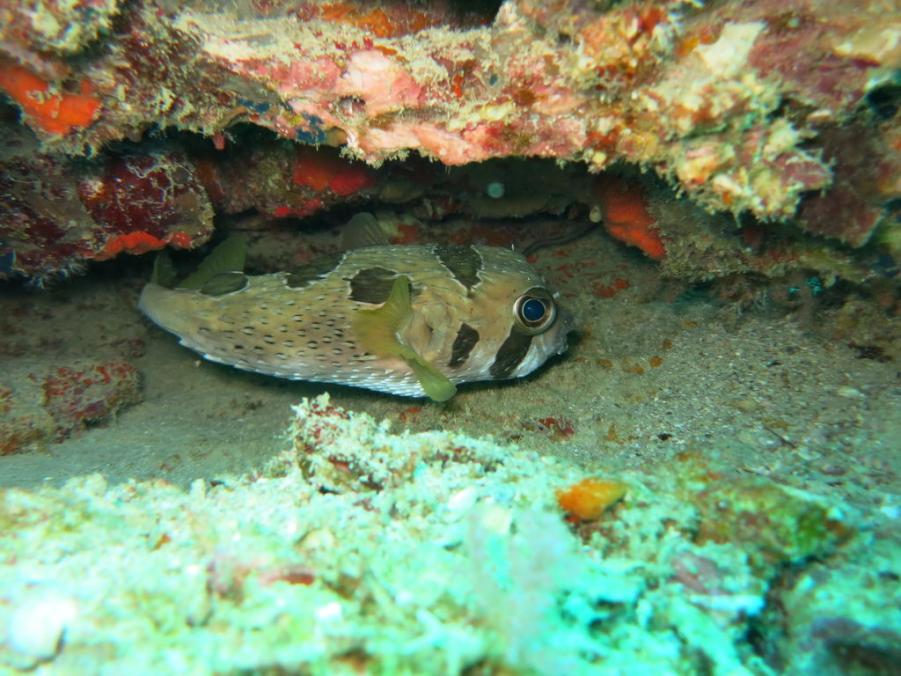 South Similan Dive 0064.JPG