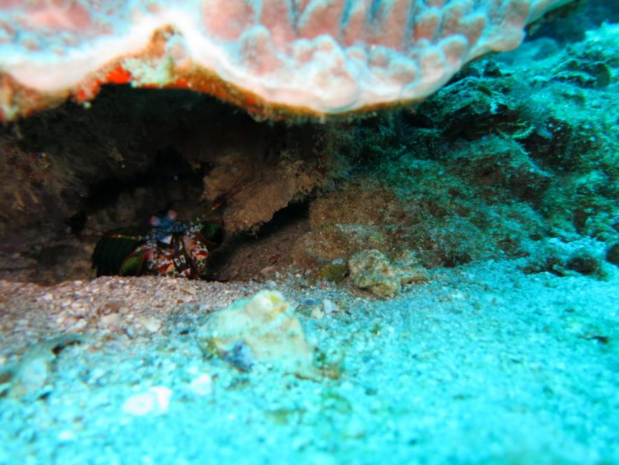 South Similan Dive 0704.JPG