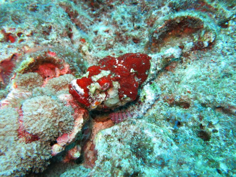 South Similan Dive 0520.JPG