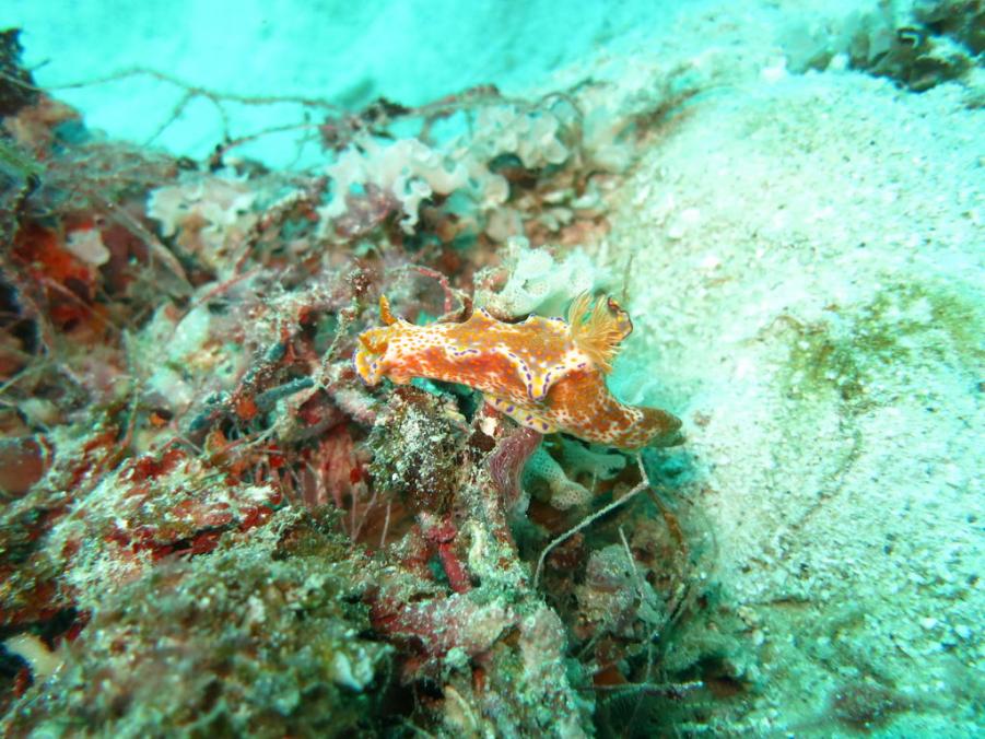South Similan Dive 0348.JPG