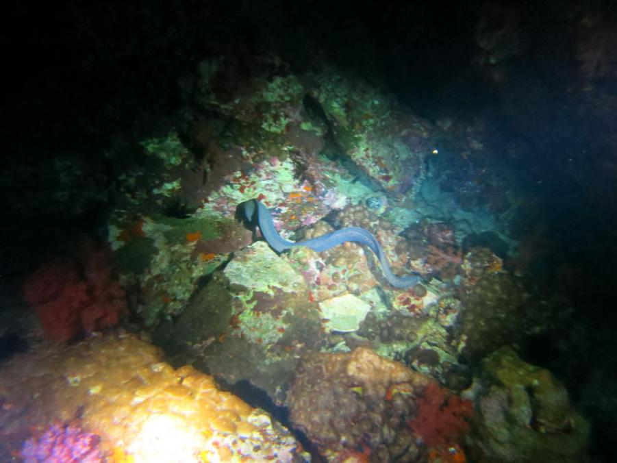 South Similan Dive 0248.JPG