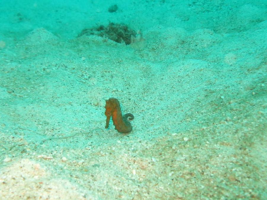 South Similan Dive 0312.JPG
