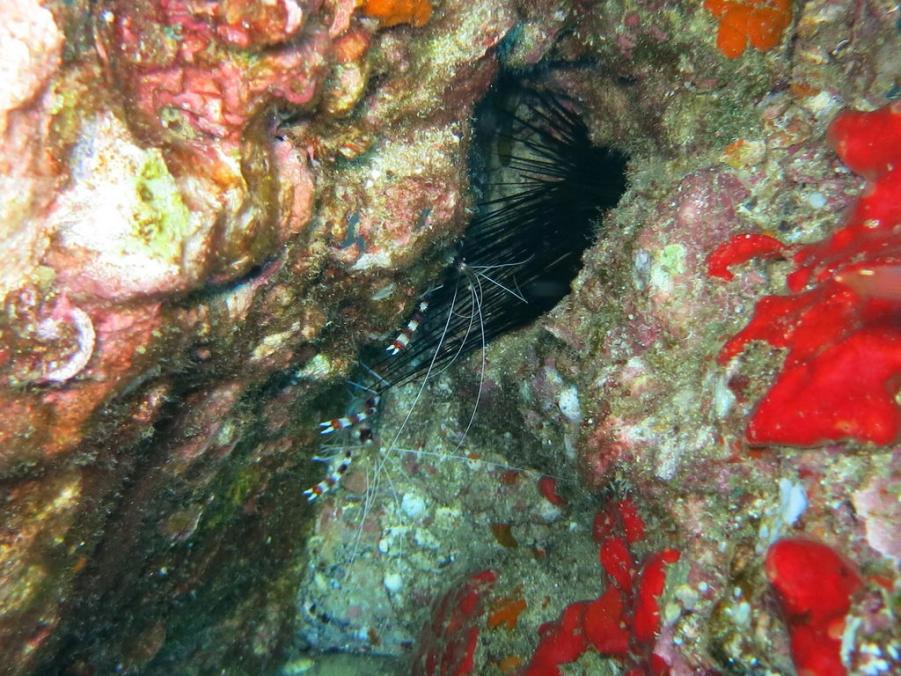 South Similan Dive 0509.JPG