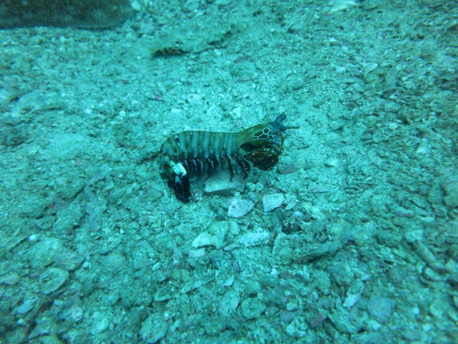 South Similan Dive 0901.JPG