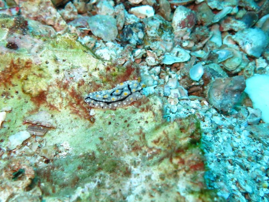 South Similan Dive 0630.JPG