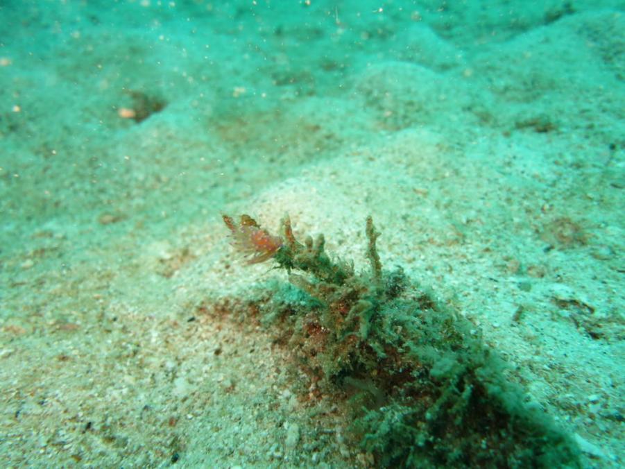 South Similan Dive 0352.JPG