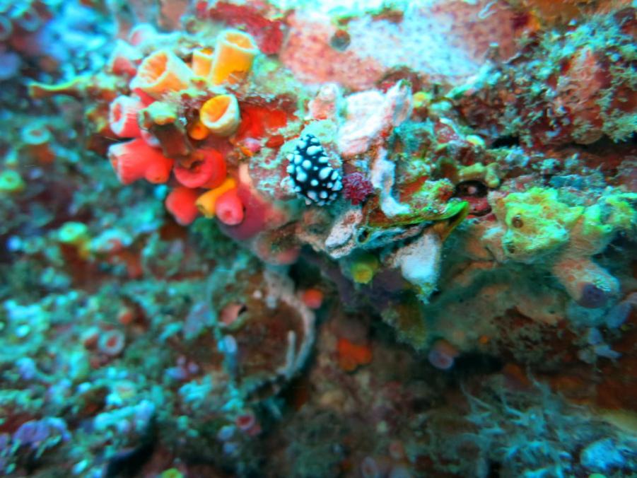 South Similan Dive 0633.JPG