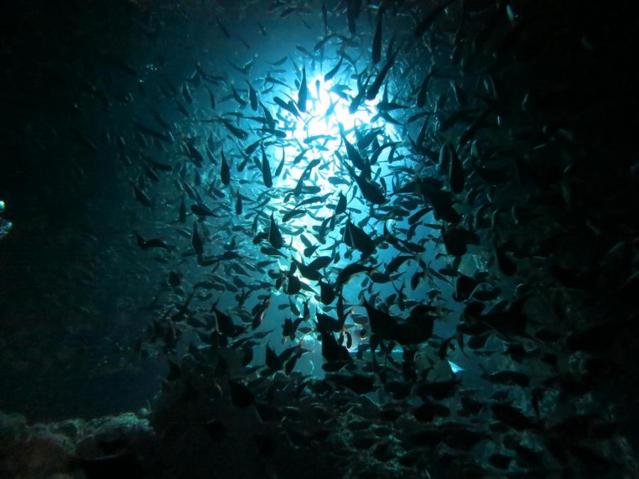South Similan Dive 0656.JPG