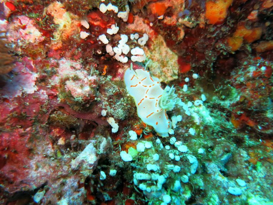 South Similan Dive 0711.JPG
